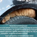 ���� ���������, ���������, 39 ��� - ��������� 18 ������� 2014 � ������ ������ ��������