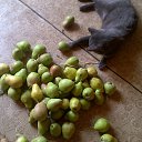 ���� �� ������� ���� ����������