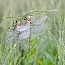 ���� �������, �����������, 61 ��� - ��������� 20 ����� 2015 � ������ ���� ����������