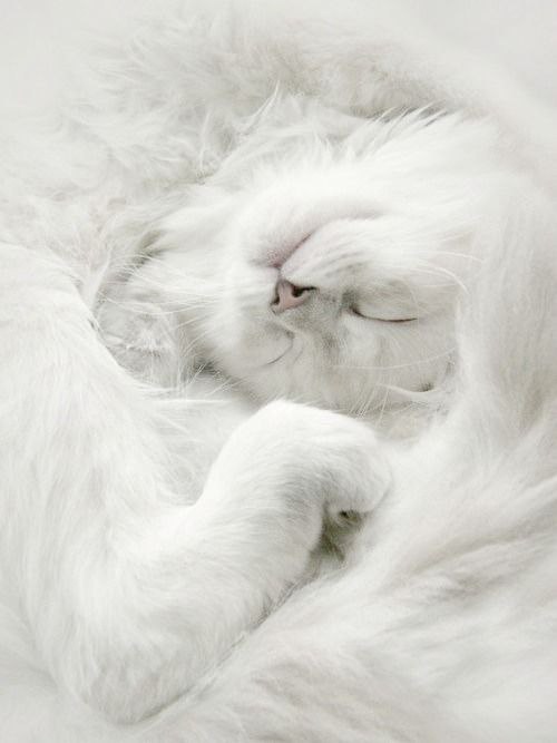 white - 5