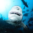 ���� ������, ���� - ��������� 7 ������ 2015 � ������ �����