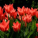 ���� ��������, ������ - ��������� 1 ����� 2015 � ������ ������ ��������