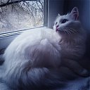 ��� ���� �� ������� �����