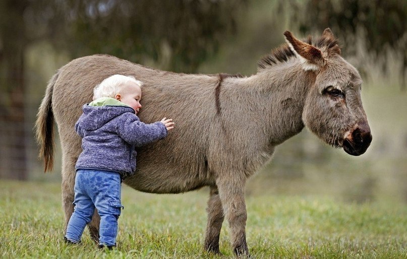  ,    Amelia Rise Donkeys,    ,  ... - 5