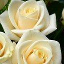 ���� ����, ���������� - ��������� 8 ����� 2015 � ������ ������ ��������