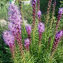  , , 58  -  25  2015     - 