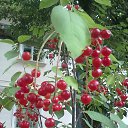 ���� ������ �������, �������, 67 ��� - ��������� 13 ������ 2015 � ������ �������