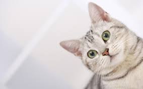 Котя, котенька, коток…. Мой котёнок, мой клубок…Котик – серенький хвосток!Ох, ты котик, ах, ... - 12