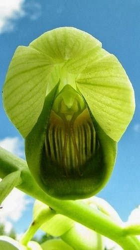 Catasetum Luridum Lindl Orchid