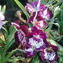  , -, 61  -  17  2014    