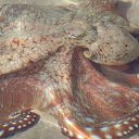 ���� �����, �����-���������, 61 ��� - ��������� 21 ������ 2015 � ������ ������ 2015�