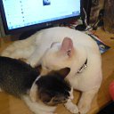  , , 51  -  11  2015    .