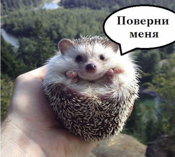 Ну ежика