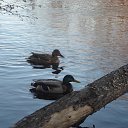 ���� ������, ������������, 65 ��� - ��������� 13 ����� 2015