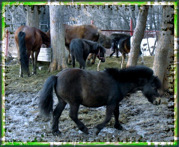 dipi-avatarka - 16  2015  20:15