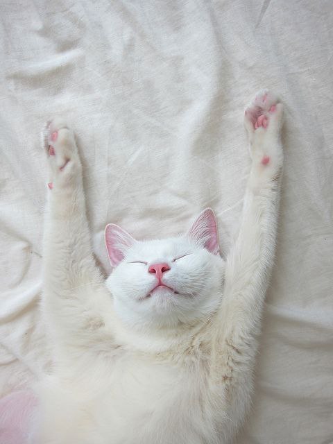 white - 6