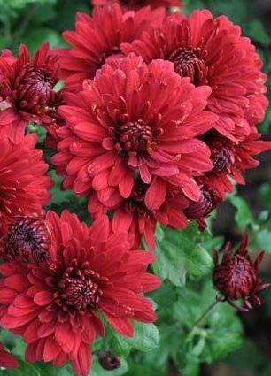 В ожидании чуда делай добрые дела. Тогда и чудо придет к тебе не с пустыми руками. - 3