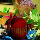 ���� �������, �������-���������, 63 ���� - ��������� 17 ����� 2015 � ������ ���� ����������