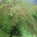  , , 66  -  9  2015   2