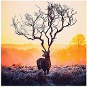 ���� Nik, ���, 65 ��� - ��������� 13 ������ 2015 � ������ ������ ��������