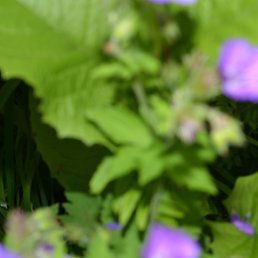 ������ ���������� ����, �����������, 61 ���