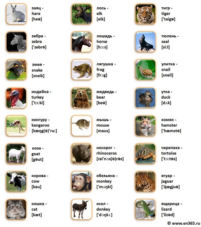 VISUAL CARDS.  -  -  -  - 10