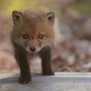 ���� �����, �����, 48 ��� - ��������� 27 ������� 2015 � ������ �15�