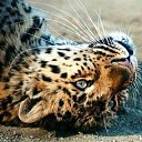  , -, 35  -  13  2015    