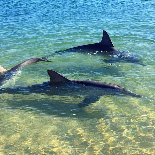   .''Shark Bay''    - 2