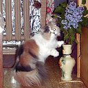 ���� ���������, ����������, 73 ���� - ��������� 28 ���� 2015 � ������ ��������� � ������