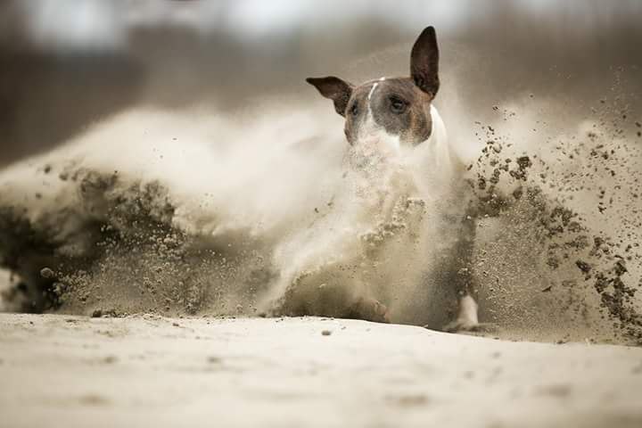 Английский бультерьер. - 27 июля 2015 в 19:39 - 2