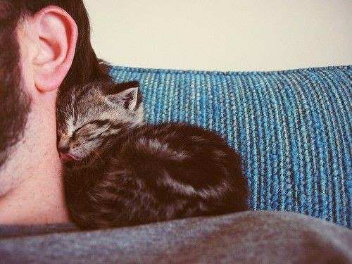 #истории@catism.Cуббота. Утро. Звонок в дверь. Открываю и вижу милую девушку, с чем-то шевелящимся у ...