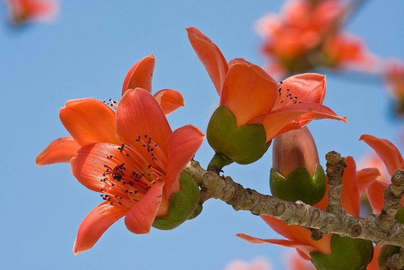    Bombax ceiba.    -  -  ... - 2