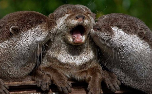   =).#animal@travel.blog