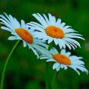 ���� �������, ������ - ��������� 24 ��� 2015 � ������ ���� ����������