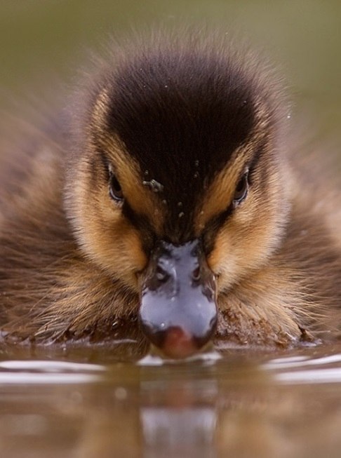  Stefano Ronchi. - 6