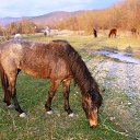  Igor, , 54  -  19  2015   2015