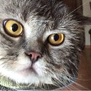 ���� �������, ������, 53 ���� - ��������� 23 ������ 2015