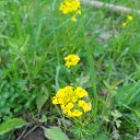  , -, 43  -  17  2015   