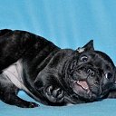  , --, 52  -  21  2015    .