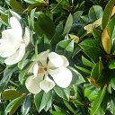 ���� Lara, ����� - ��������� 8 �������� 2015 � ������ ���� ����������