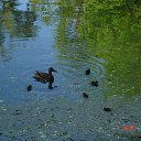 ���� ������, �����-���������, 40 ��� - ��������� 19 ���� 2015