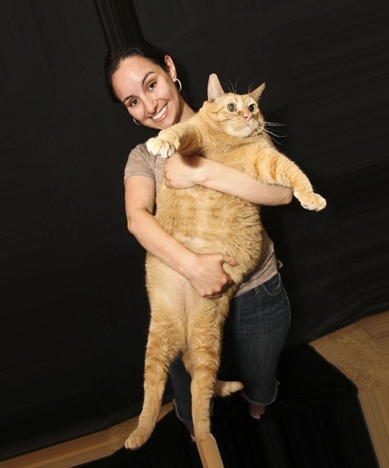 Книга рекордов котов. Самые худые коты в мире. Самый большой кот. Худая большая кошка. Коты рекордсмены.