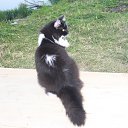  , -, 54  -  12  2015   