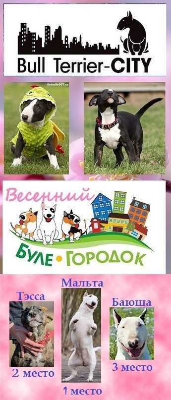 Английский бультерьер. - 1 мая 2015 в 15:35