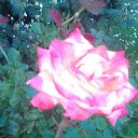 ���� �����, ���������, 50 ��� - ��������� 18 ���� 2015 � ������ ������ ��������