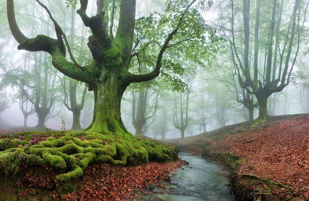    .   (Gorbea Natural Park)     ... - 7