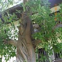    -  ,  -  4  2015    2014.  Ibis.  7-.