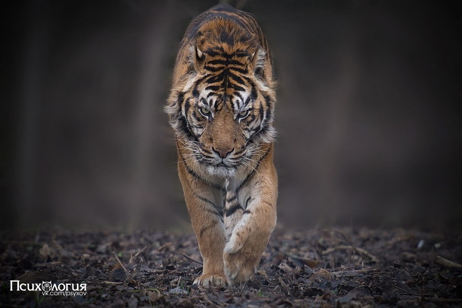  .      .   ,    ... - 10