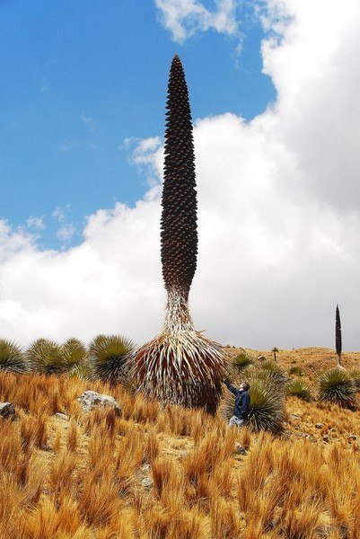   (Puya raimondii).        ...